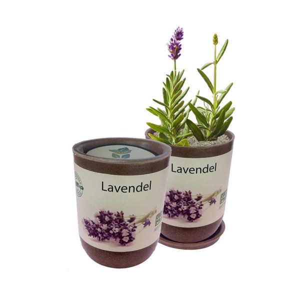 EcoCan Lavendel