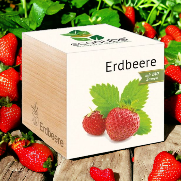 EcoCube Erdbeere