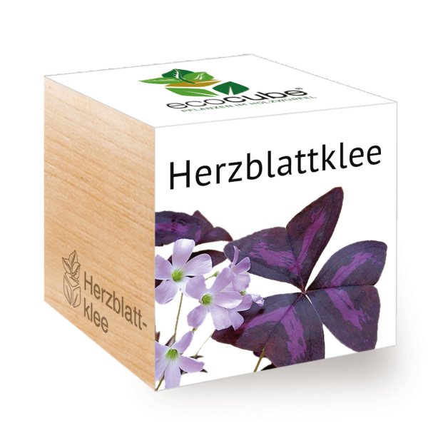 EcoCube Herzblattklee