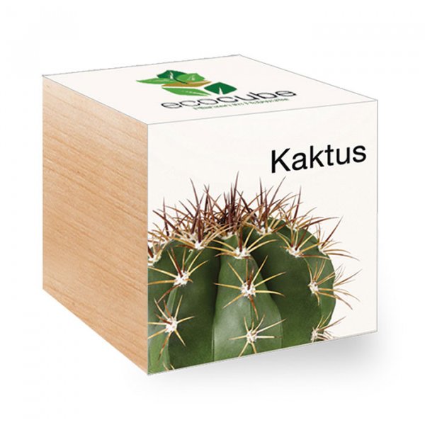 EcoCube Kaktus