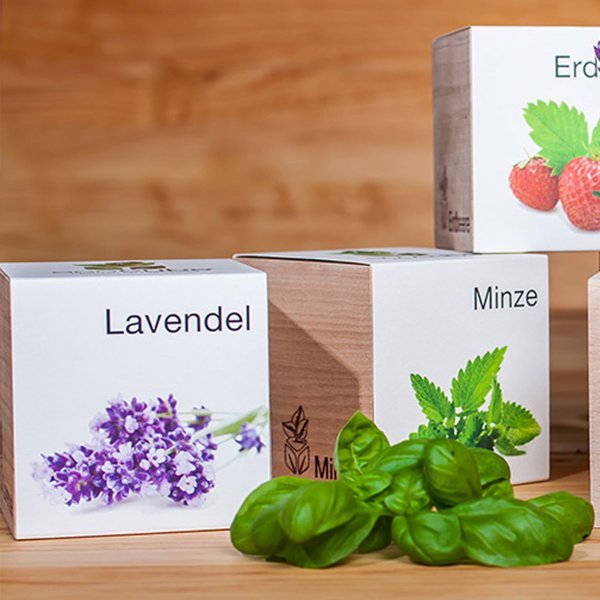 EcoCube Lavendel