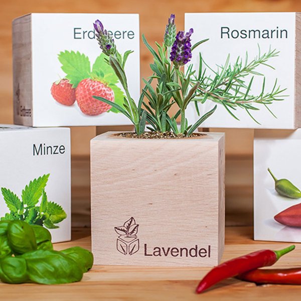 EcoCube Lavendel