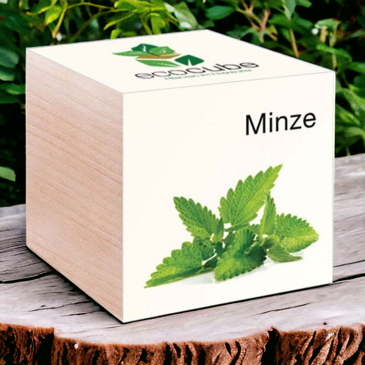 EcoCube Minze