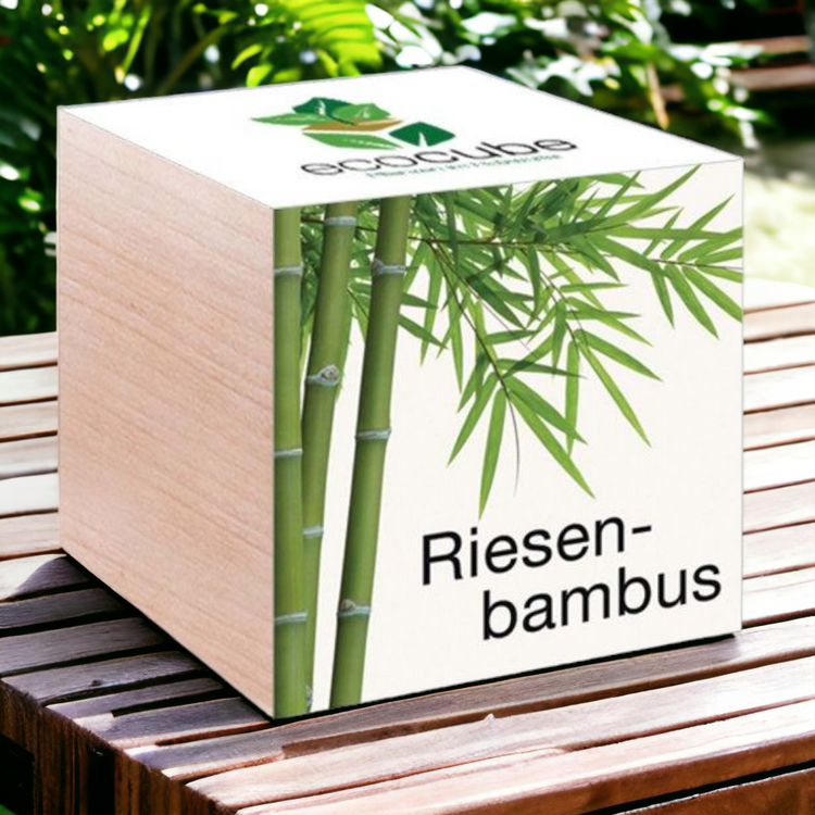 EcoCube Riesenbambus