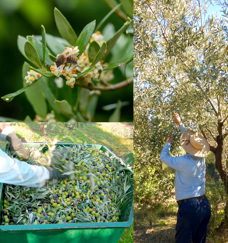 1-jährige Baumpatenschaft mit Olivenöl - Bio-Olivenöl Geschenkset